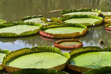 Victoria Amazonica dev nilüferler