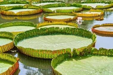 Victoria Amazonica dev nilüferler