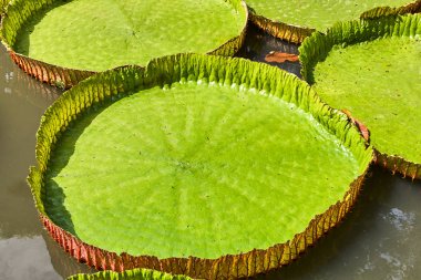 Victoria Amazonica dev nilüferler