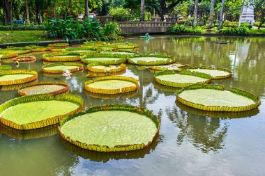 Victoria Amazonica dev nilüferler