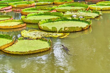 Büyük monitör kertenkele Victoria Amazonica Giant avcılık 