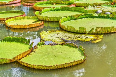 Büyük monitör kertenkele Victoria Amazonica Giant avcılık 