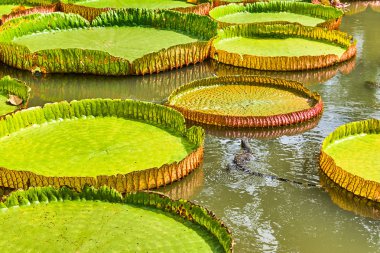 Büyük monitör kertenkele Victoria Amazonica Giant avcılık
