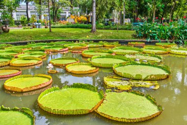 Victoria Amazonica dev nilüferler
