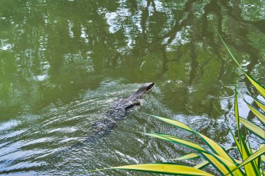 Büyük monitör kertenkele gölde yüzüyor
