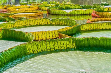 Victoria Amazonica dev nilüferler portre 