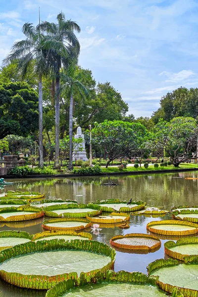 Victoria amazonica riesige Seerosen in schönen suan saranrom — Stockfoto