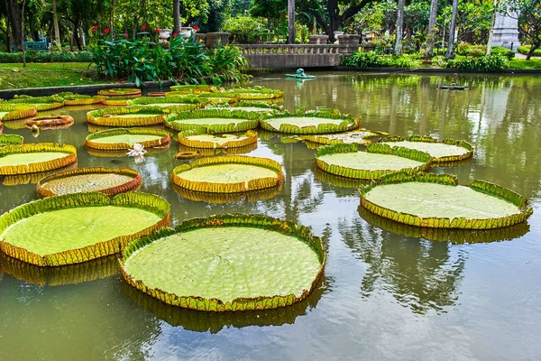 Victoria amazonica gigantische Seerosen — Stockfoto