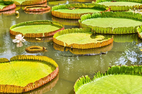 Huge monitor lizard is hunting near Victoria Amazonica Giant — Stock Photo, Image