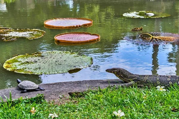 빅토리아 Amazonica 근처 거북에 거 대 한 모니터 도마뱀 사냥 — 스톡 사진