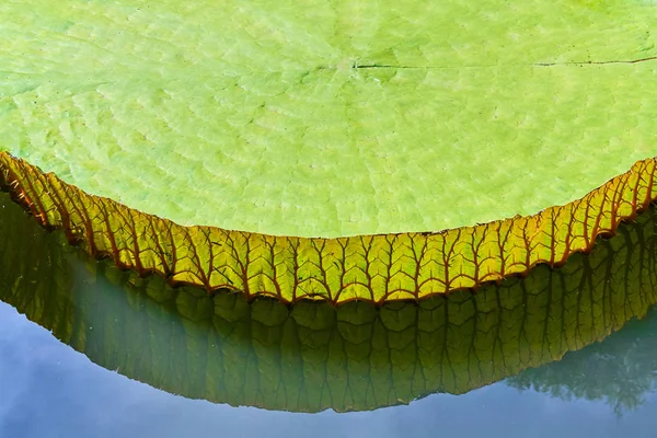 Victoria Amazonica Giant Water Lilies primo piano riflessione — Foto Stock