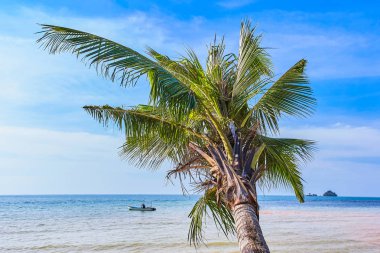 Mavi gökyüzü palmiye