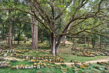 Siem Reap, Kamboçya uzak olmayan ormanda