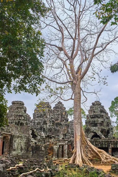 Banteay Kdei Tapınağı Angkor, Siem ipek pamuk Ağaç kökleri ile 