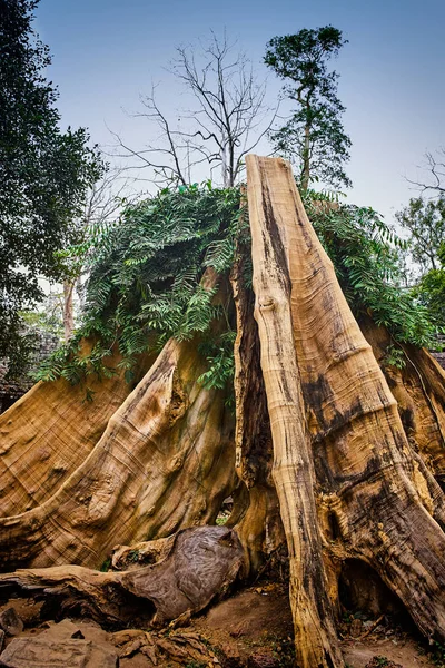 Ta Prohm Tapınağı Angkor, Siem Reap, Cam ipek pamuk bagaja ile — Stok fotoğraf