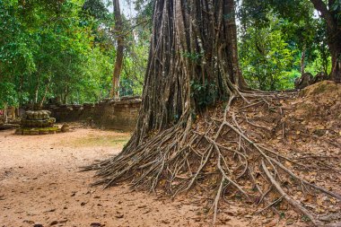 Kökleri ile Sralao Lagerstroemia calyculata büyük ağaç