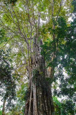 Ormanda Sralao Lagerstroemia calyculata büyük ağaç