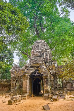 Ta Som antik harabe tapınağı, Angkor bölgesi, Kamboçya