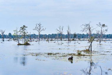 Angkor'da Neak Pean çevresinde çıplak ağaçlarla yapay göl