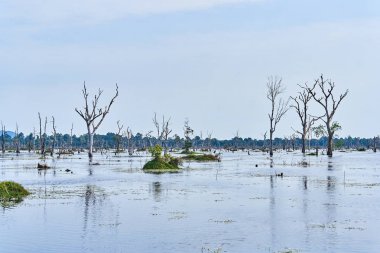 Angkor'da Neak Pean çevresinde çıplak ağaçlarla yapay göl