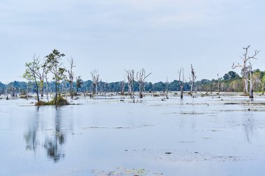 Angkor'da Neak Pean çevresinde çıplak ağaçlarla yapay göl