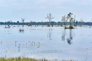 Angkor'da Neak Pean çevresinde çıplak ağaçlarla yapay göl