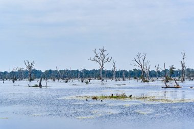 Angkor'da Neak Pean çevresinde çıplak ağaçlarla yapay göl