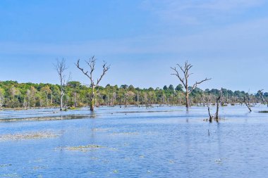 Angkor'da Neak Pean çevresinde çıplak ağaçlarla yapay göl