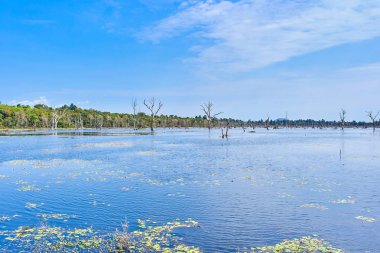 Angkor'da Neak Pean çevresinde çıplak ağaçlarla yapay göl