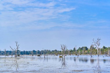 Angkor'da Neak Pean çevresinde çıplak ağaçlarla yapay göl
