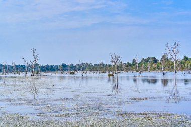 Angkor'da Neak Pean çevresinde çıplak ağaçlarla yapay göl