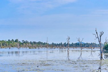 Angkor'da Neak Pean çevresinde çıplak ağaçlarla yapay göl