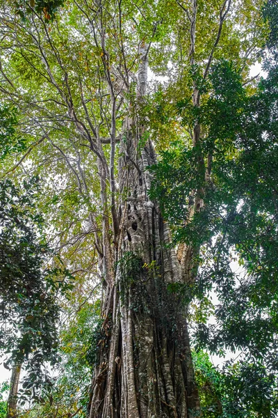 Ormanda Sralao Lagerstroemia calyculata büyük ağaç — Stok fotoğraf