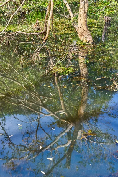 Yapay adada Neak Pean tapınağı yakınlarındaki Yağmur Ormanları