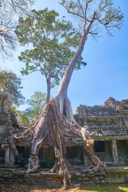 Preh Khan Tapınağı Siem Reap ipek pamuk Ağaç kökleri ile