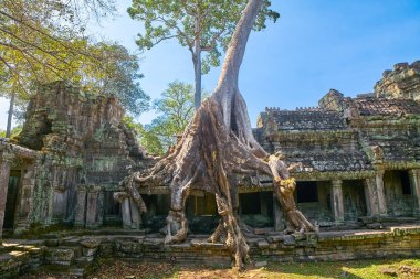 Preh Khan Tapınağı Siem Reap ipek pamuk Ağaç kökleri ile
