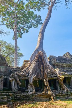 Preh Khan Tapınağı Siem Reap ipek pamuk Ağaç kökleri ile