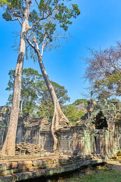Preh Khan tempel med siden bomull trädrötter i Siem Reap — Stockfoto