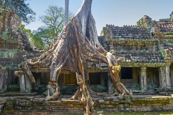 Preh Khan tempel med siden bomull trädrötter i Siem Reap — Stockfoto