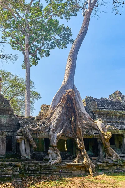 Preh Khan Tapınağı Siem Reap ipek pamuk Ağaç kökleri ile
