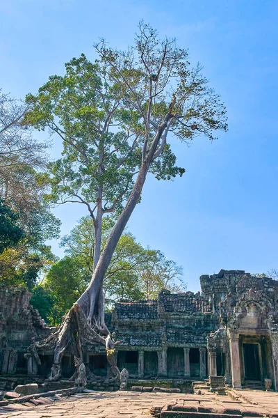 Preh Khan Tapınağı Siem Reap ipek pamuk Ağaç kökleri ile