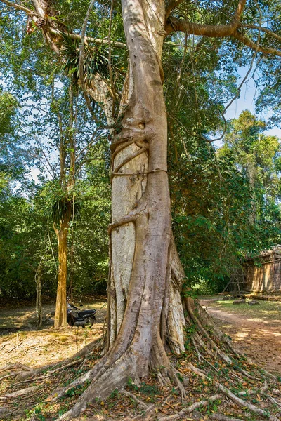 Dva tropické stromy jsou twist eath dalších a stále rostoucí společně — Stock fotografie