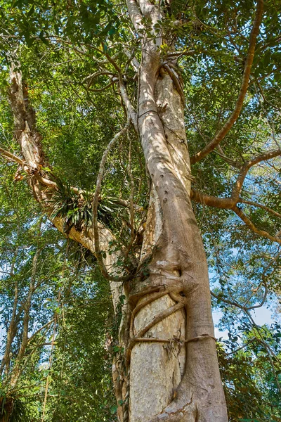 Dos árboles tropicales se tuercen y crecen juntos. — Foto de Stock