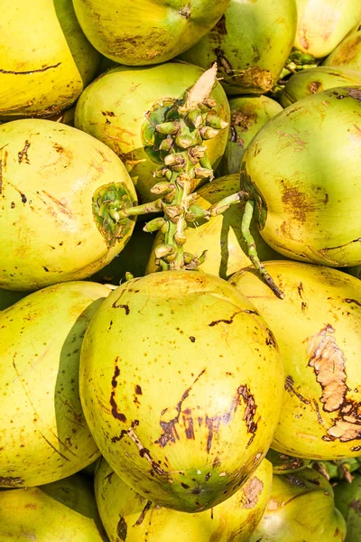 Sekelompok kelapa segar — Stok Foto