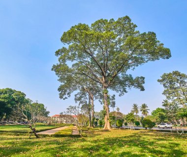 Siem Reap içinde Royal bağımsızlık bahçeleri dev ağaçlar
