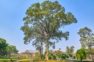 Siem Reap içinde Royal bağımsızlık bahçeleri dev ağaçlar