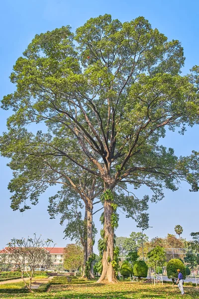 Jardines de la Independencia Real árboles gigantes en Siem Reap — Foto de Stock