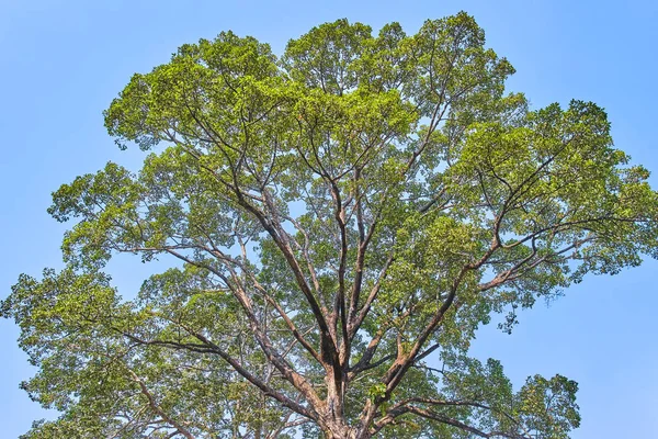 Obrovský tropický strom na obloze — Stock fotografie