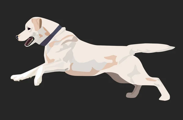Labrador-Hund läuft. — Stockvektor