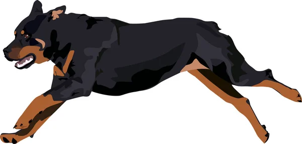 Rottweiler Hund läuft. — Stockvektor